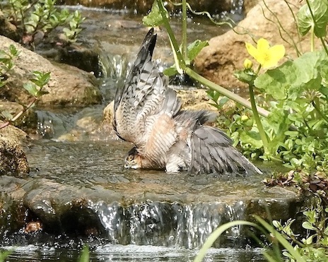 sparrowhawk